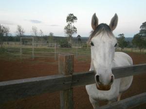 Blackbutt Horse Property for Sale - Equestrian Estate Agents